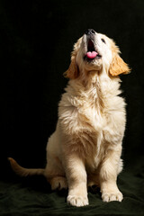 Golden retriever puppy