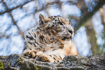 ユキヒョウ