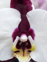 Orchid flower. Floral background for greeting card