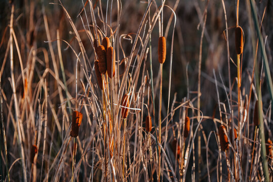 Rush reed in a warm light of the autumn season. Typha plant at the lake in a sunny day