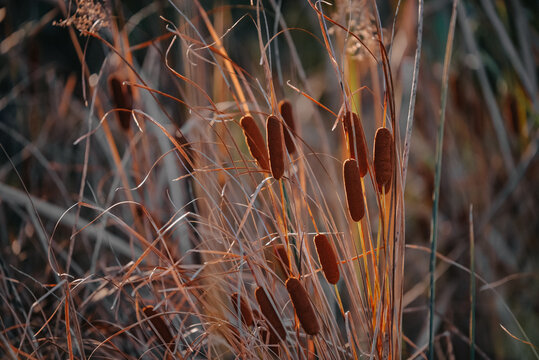 Rush reed in a warm light of the autumn season. Typha plant at the lake in a sunny day