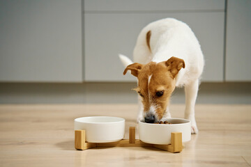 Dog eating dry food from a white bowl on the floor in kitchen, Hungry dog, Animal feeding and pet care - obrazy, fototapety, plakaty