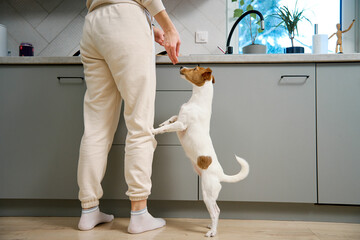 A small dog is eagerly begging for food, standing on its hind legs in a modern kitchen, while a...