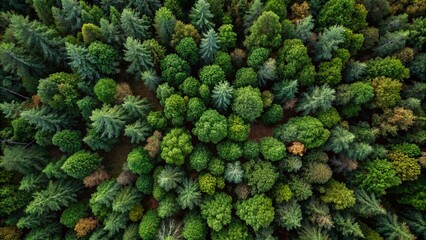 Top view drone shot of green forest
