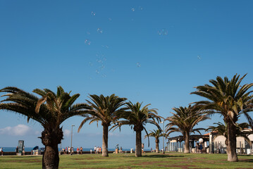 Fototapeta na wymiar palm trees with soap bubbles