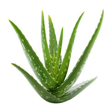 Aleo vera plant isolated on white.
