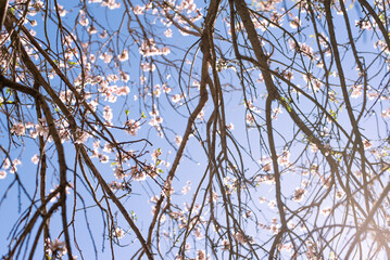 almond tree in bloom blossom flowers pink pastel blue sky spring gran canaria island wallpaper background backdrop poster