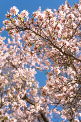 almond tree in bloom blossom flowers pink pastel blue sky spring gran canaria island wallpaper background backdrop poster
