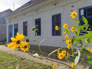 autumn landscape in rural village Backi Petrovac, Vojvodina