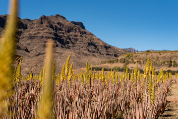 aloe plantation gran canaria spain