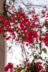 puerto de mogan gran canaria the canary islands spain landscapes town travel sightseeing