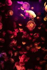 beautiful colorful glowing jellyfish floating in a tank aquarium lights light red purple green...