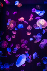 beautiful colorful glowing jellyfish floating in a tank aquarium lights light red purple green yellow rainbow poema del mar gran canaria las palmas spain