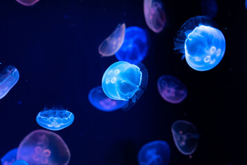 Naklejka na ściany i meble blue jellyfish in aquarium water underwater light colorful wallpaper background lit glowing glow
