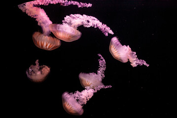 pink jellyfish in the water aquarium oceanarium beauty underwater life animals © ms16_photo