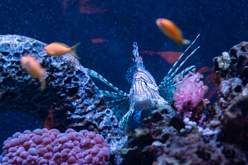 lionfish swimming in an aquarium oceanarium ocean sea poema del mar las palmas gran canaria spain...