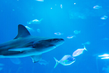 Obraz premium fish shark swimming in water sea ocean aquarium ocean oceanarium glass dark close fins animal wildlife gran canaria spain 