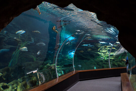 fish in aquarium poema del mar las palmas gran canaria spain