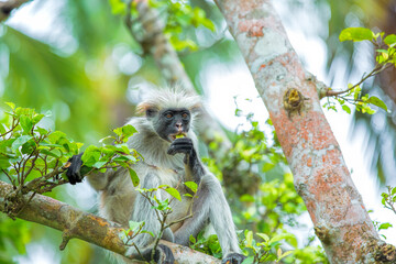 The endangered Zanzibar red colobus monkey