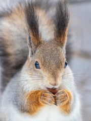 Obraz premium The squirrel with nut sits on tree in the winter or late autumn