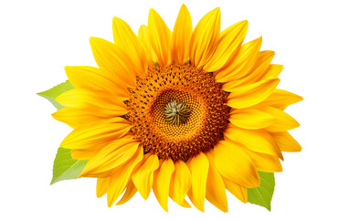 Close-up of a Vibrant Sunflower with Petals Reaching Isolated on Transparent Background PNG.
