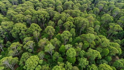 Top view drone shot of eucalypt forest