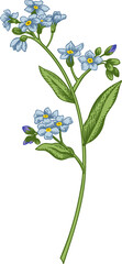 Forget-me-not. Blue flower. Spring and summer flowers. Garden plants. Hand drawn illustration. Linear art. - 745742035