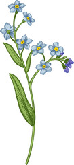 Forget-me-not. Spring and summer flowers. Garden plants. Hand drawn illustration. Linear art.