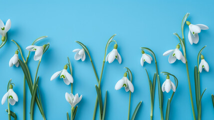 Creative layout made with snowdrop flowers on bright blue background