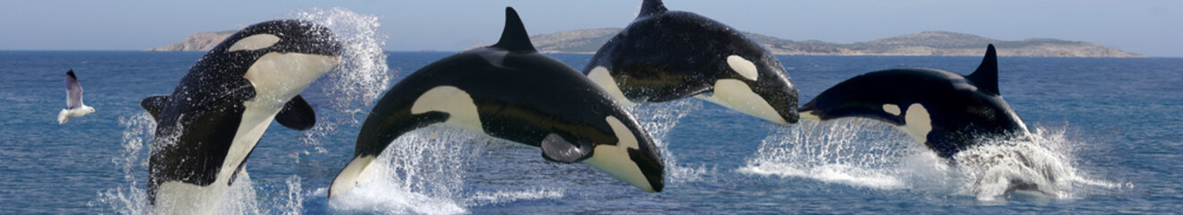 Schwertwal (Orcinus orca) auch Orca, Killerwal, Gruppe sprung aus Wasser, Panorama  - obrazy, fototapety, plakaty