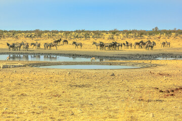Zebras, hartebeests and springboks drinking at Nebrownii waterhole in savannah dry season of Etosha National Park in Namibia. Blue sky, copy space.