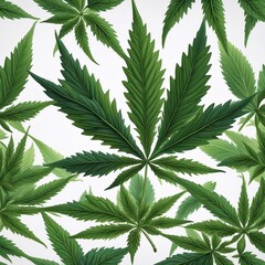 Cannabis leaves on a light background