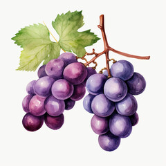 Fototapeta premium watercolor grape clipart for graphic resources сreated with Generative Ai