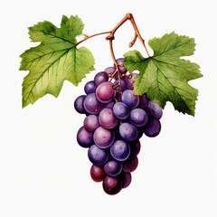 Fototapeta premium watercolor grape clipart for graphic resources сreated with Generative Ai