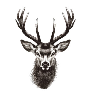 black illustration of a deer’s head on a white background.