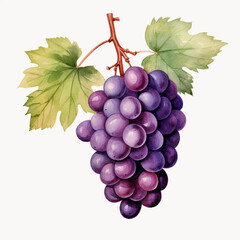 Fototapeta premium watercolor grape clipart for graphic resources сreated with Generative Ai