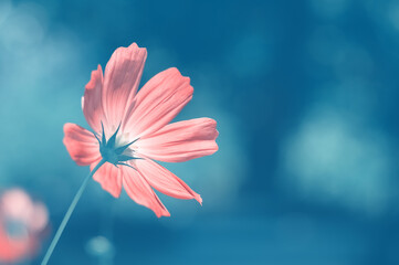 Pink cosmos flower on a beautiful blue background. Selective focus, bottom view. Floral art image.