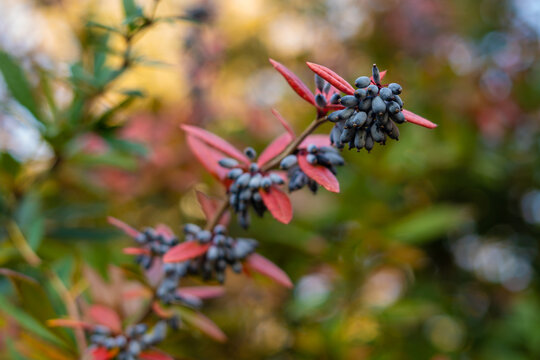 Wintergreen barberry branch, berries, red leaves