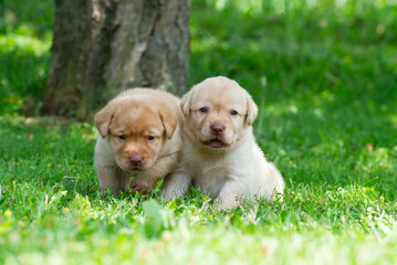 Labrador Retriever Welpen sitzen auf der Wiese © Heidi Bollich