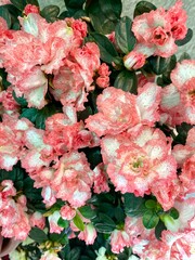 Azalea plant with mottled pink and white flowers.