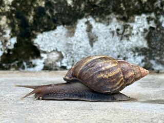 Close-up of a garden snail or garden slug gracefully gliding along the asphalt. Garden slug. Cornu aspersum . Helix aspersa, Cryptomphalus aspersus.
