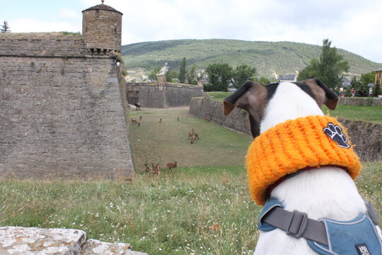 Dog watching the deer he could have for breakfast
