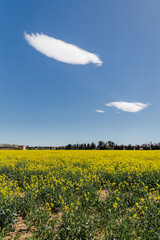 Catalan countryside landscape in spring, with flowers