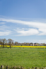 Natural landscape of the French dordogne blooming with mustard flower