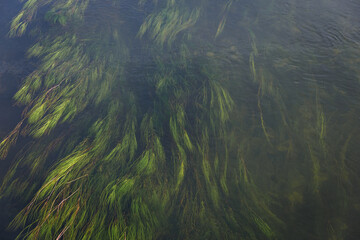 Green algae dancing in the water