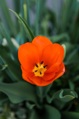 Spring flower among green