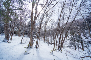 冬の雪の森  日本 長野県