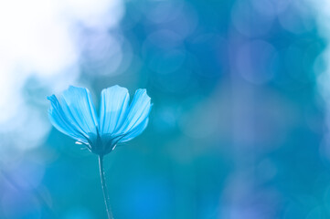 Blue cosmos flower on a beautiful colorful background outdoors. A gentle dreamy image of nature. Selective soft focus, bottom view. - 745754819