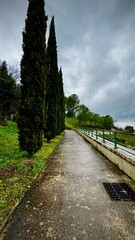 path in the forest