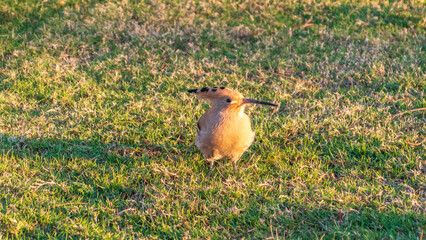 Eurasian hoopoe or Common hoopoe (Upupa epops) bird close-up on natural green grass background © Dmitrii Potashkin